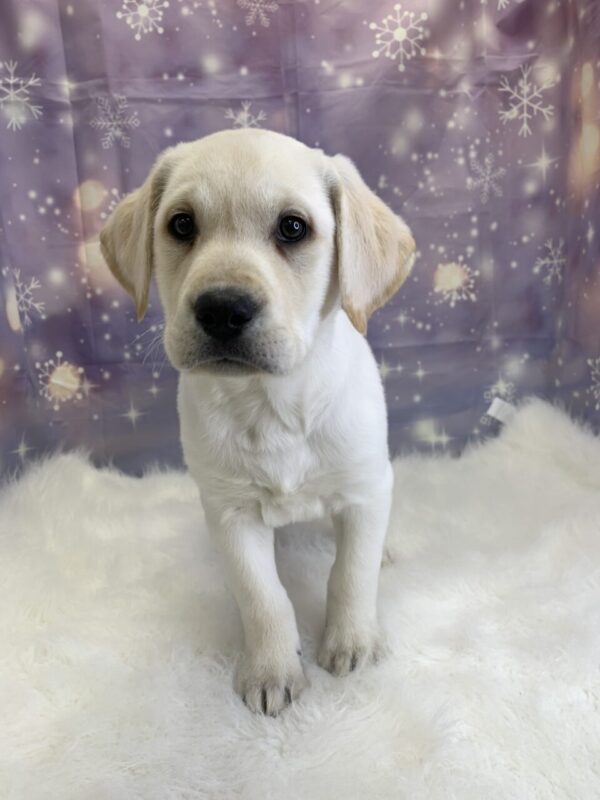 lorenzo1-600x800 Lorenzo (Male) Labrador Retriever $1899.99 (Found Loving Home)