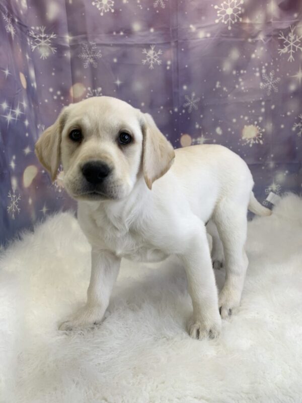 lorenzo2-600x800 Lorenzo (Male) Labrador Retriever $1899.99 (Found Loving Home)