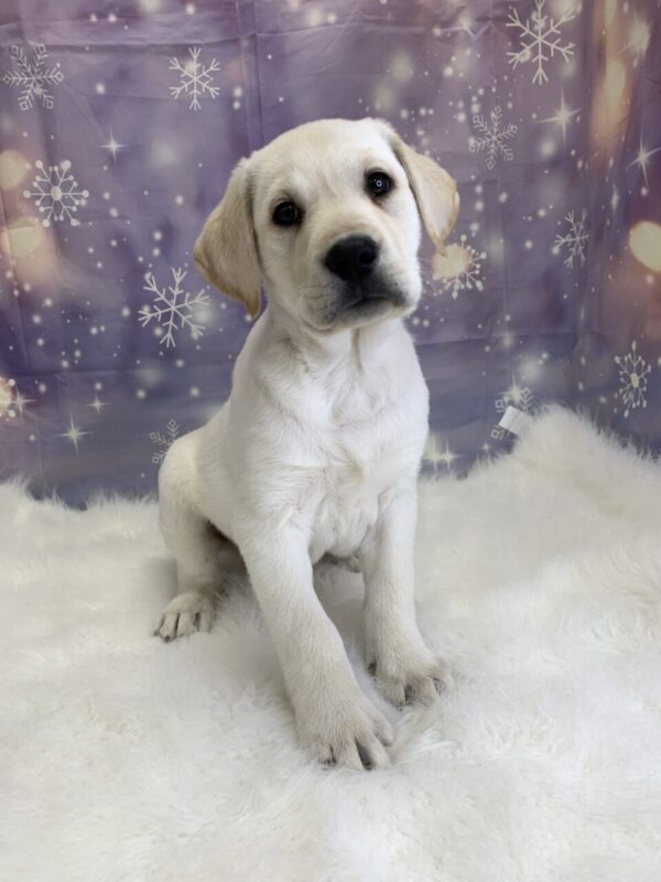 lorenzo3-600x800 Lorenzo (Male) Labrador Retriever $1899.99 (Found Loving Home)