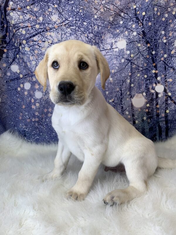 luke-600x800 Luke (Male) Labrador Retriever $1499.99 (Found Loving Home)