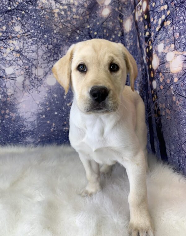 luke1-600x759 Luke (Male) Labrador Retriever $1499.99 (Found Loving Home)