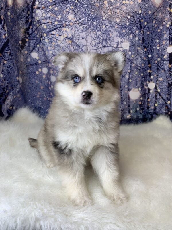 penny-600x800 Penny (Female) Pomsky $1899.99 (Found Loving Home)