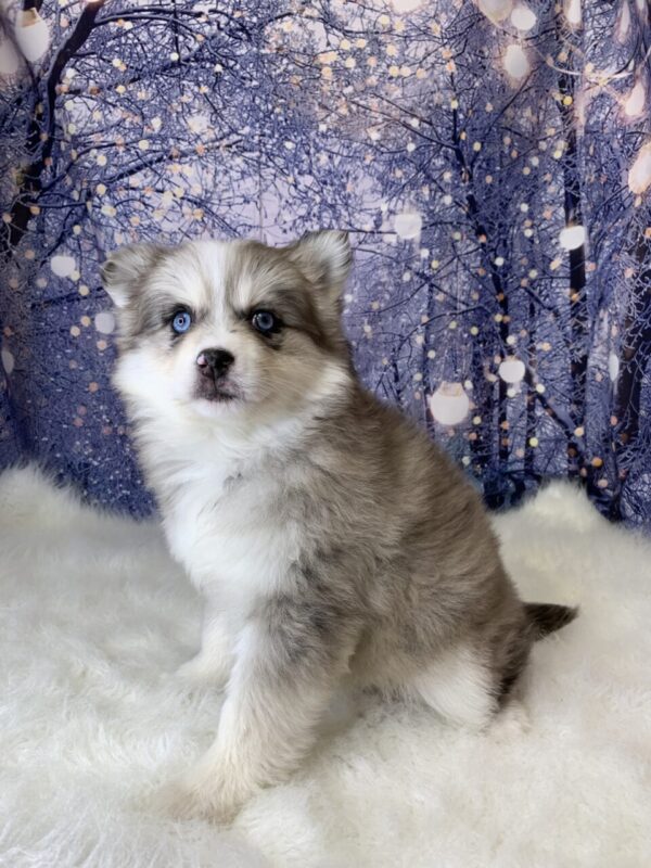 penny1-600x800 Penny (Female) Pomsky $1899.99 (Found Loving Home)