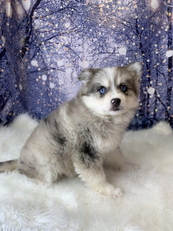 penny2-600x800 Penny (Female) Pomsky $1899.99 (Found Loving Home)