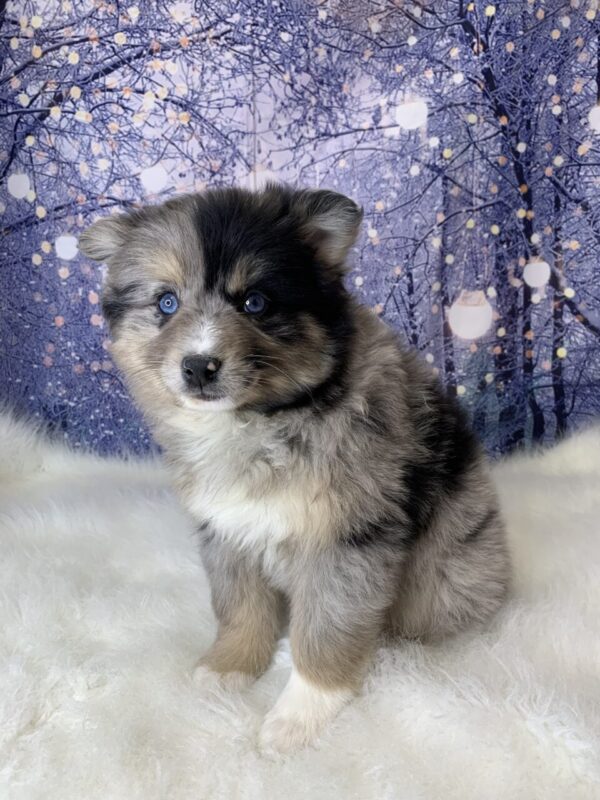 polly-600x800 Polly (Female) Pomsky $1899.99 (Found Loving Home)