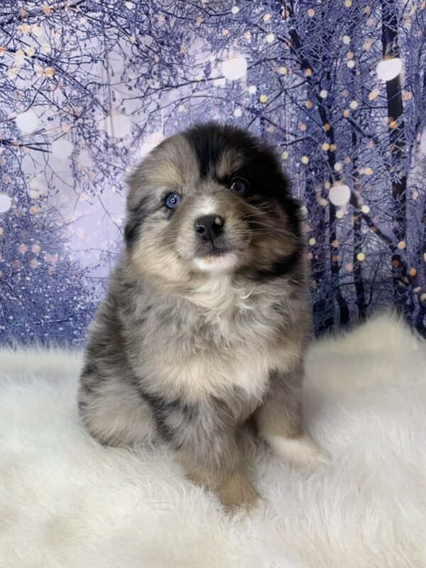 polly1-600x800 Polly (Female) Pomsky $1899.99 (Found Loving Home)