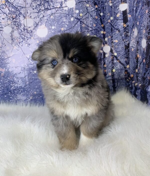 polly2-600x706 Polly (Female) Pomsky $1899.99 (Found Loving Home)