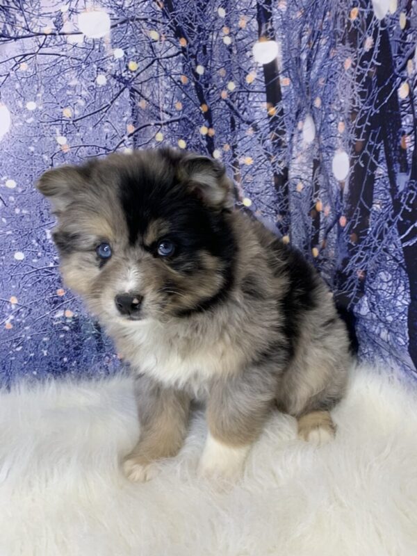 polly3-600x800 Polly (Female) Pomsky $1899.99 (Found Loving Home)