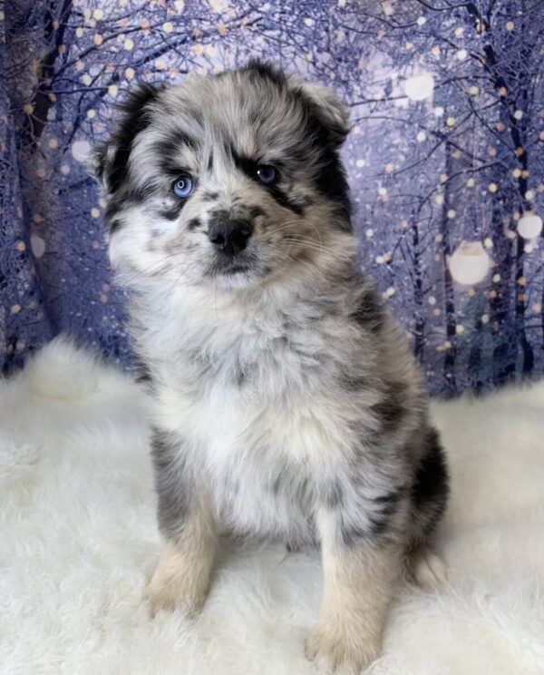 prancer1-600x744 Prancer (Male) Pomsky $1499.99 (Found Loving Home)