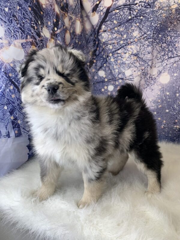 prancer2-600x800 Prancer (Male) Pomsky $1499.99 (Found Loving Home)