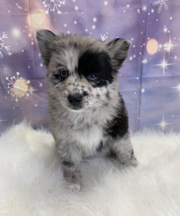 puka-600x717 Puka (Female) Pomsky $1899.99 (Found Loving Home)