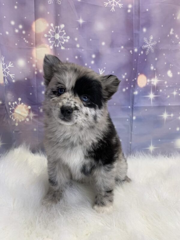 puka1-600x800 Puka (Female) Pomsky $1899.99 (Found Loving Home)