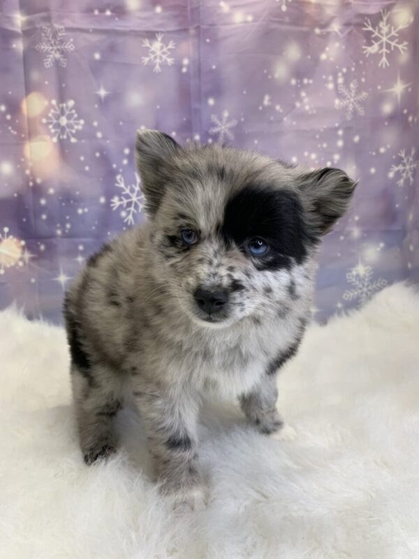 puka2-600x800 Puka (Female) Pomsky $1899.99 (Found Loving Home)