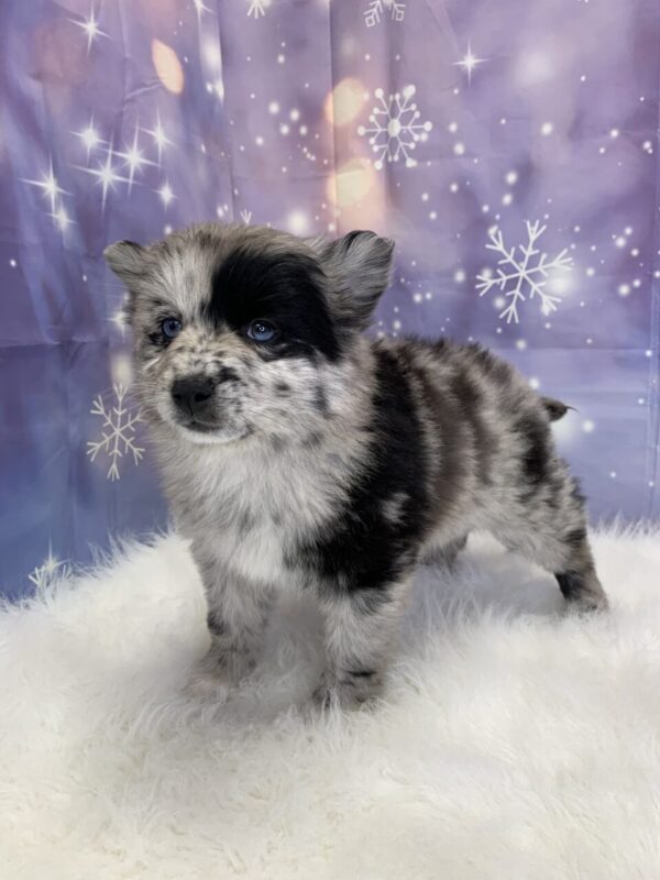 puka3-600x800 Puka (Female) Pomsky $1899.99 (Found Loving Home)
