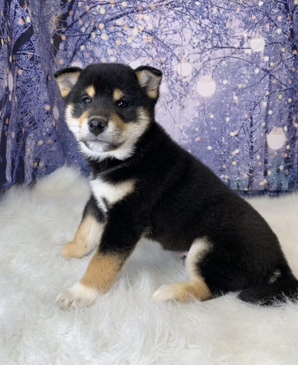 sawyer-600x734 Sawyer (Male) Shiba Inu $1499.99 (Found Loving Home)