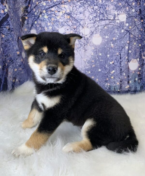 sawyer1-600x729 Sawyer (Male) Shiba Inu $1499.99 (Found Loving Home)
