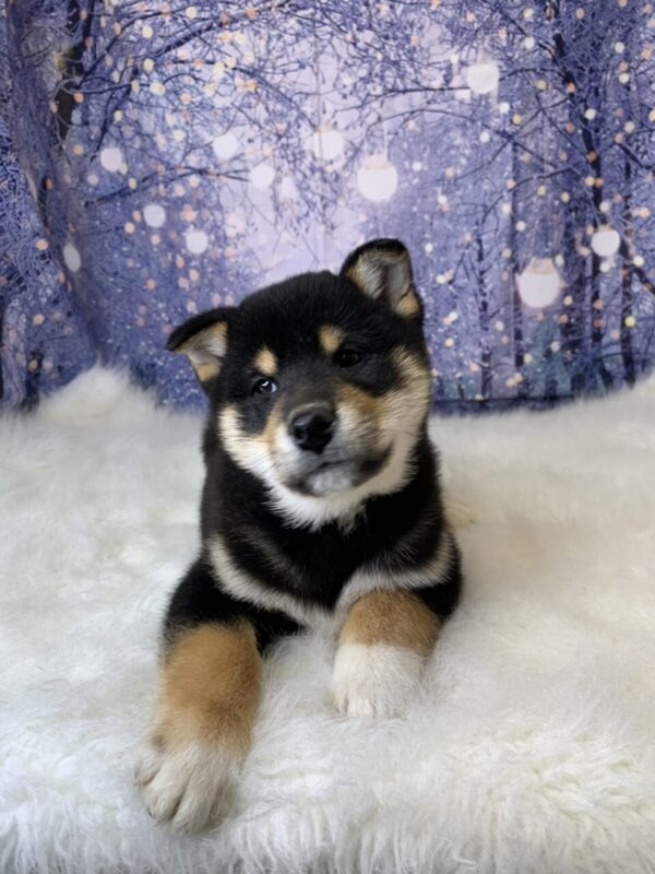 sawyer2-600x800 Sawyer (Male) Shiba Inu $1499.99 (Found Loving Home)
