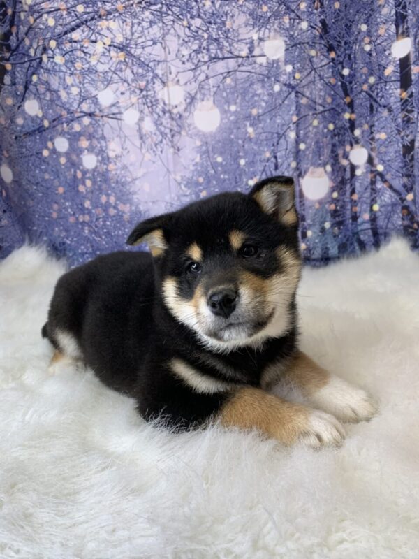 sawyer3-600x800 Sawyer (Male) Shiba Inu $1499.99 (Found Loving Home)