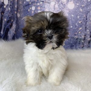 scooterx-300x300 Scooter (Female) Shih Tzu $1899.99 (Found Loving Home)