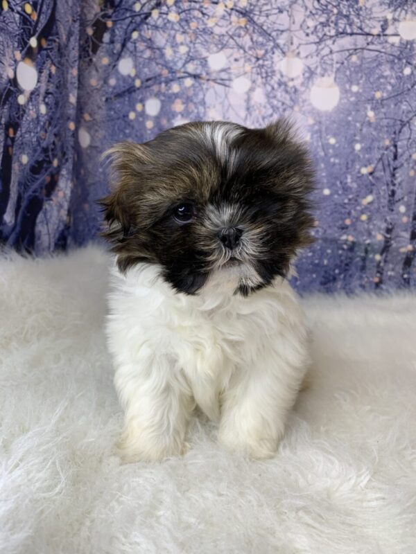 scooterx-600x800 Scooter (Female) Shih Tzu $1899.99 (Found Loving Home)