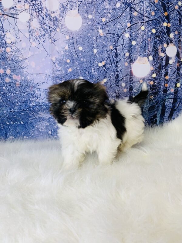 scooterx1-600x800 Scooter (Female) Shih Tzu $1899.99 (Found Loving Home)