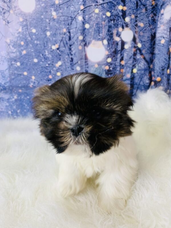 scooterx2-600x800 Scooter (Female) Shih Tzu $1899.99 (Found Loving Home)