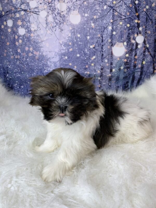 scooterx3-600x800 Scooter (Female) Shih Tzu $1899.99 (Found Loving Home)