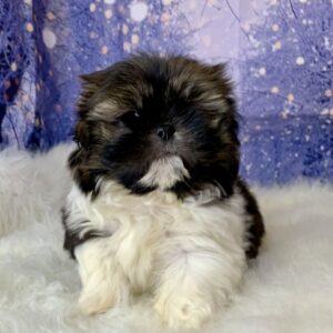 shane-300x300 Shane (Male) Shih Tzu $1499.99 (Found Loving Home)