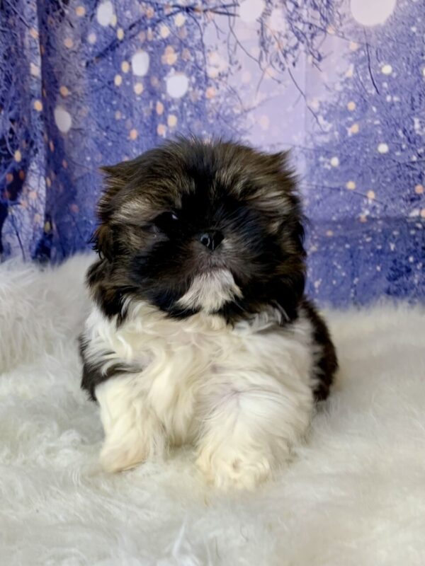 shane-600x800 Shane (Male) Shih Tzu $1499.99 (Found Loving Home)
