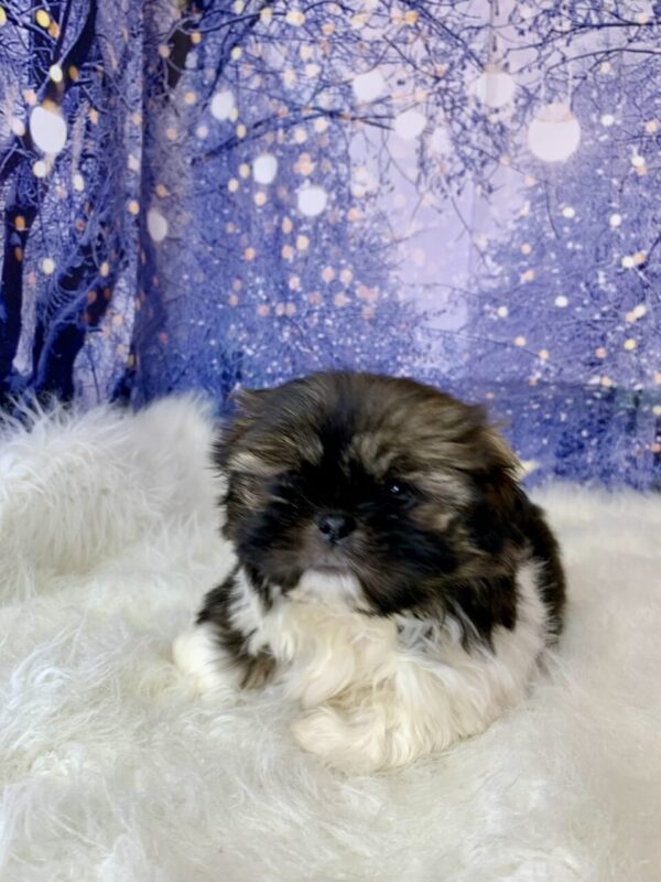 shane1-600x800 Shane (Male) Shih Tzu $1499.99 (Found Loving Home)