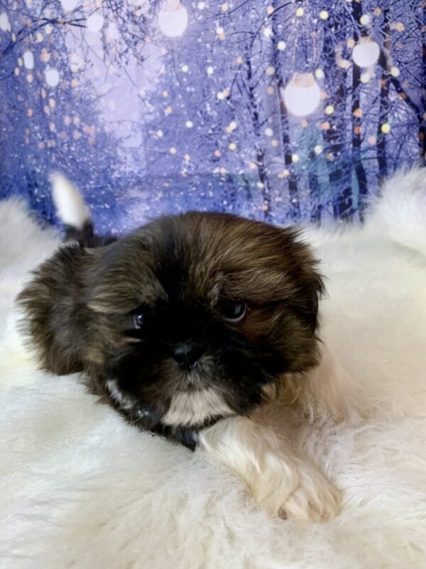 shane2-600x800 Shane (Male) Shih Tzu $1499.99 (Found Loving Home)