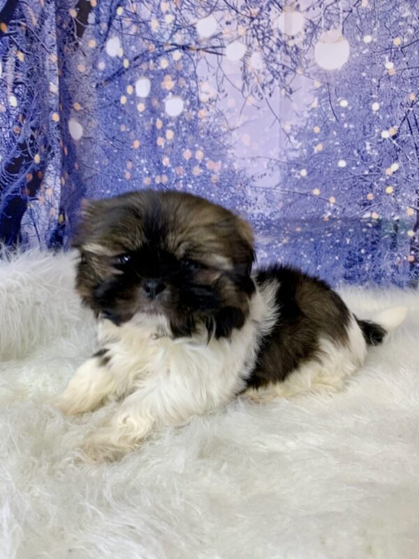 shane3-600x800 Shane (Male) Shih Tzu $1499.99 (Found Loving Home)