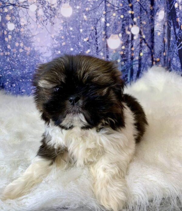 shane4-600x694 Shane (Male) Shih Tzu $1499.99 (Found Loving Home)