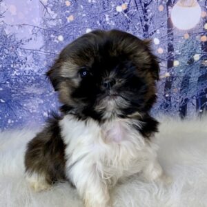 sugar-300x300 Sugar (Female) Shih Tzu $1899.99 (Found Loving Home)