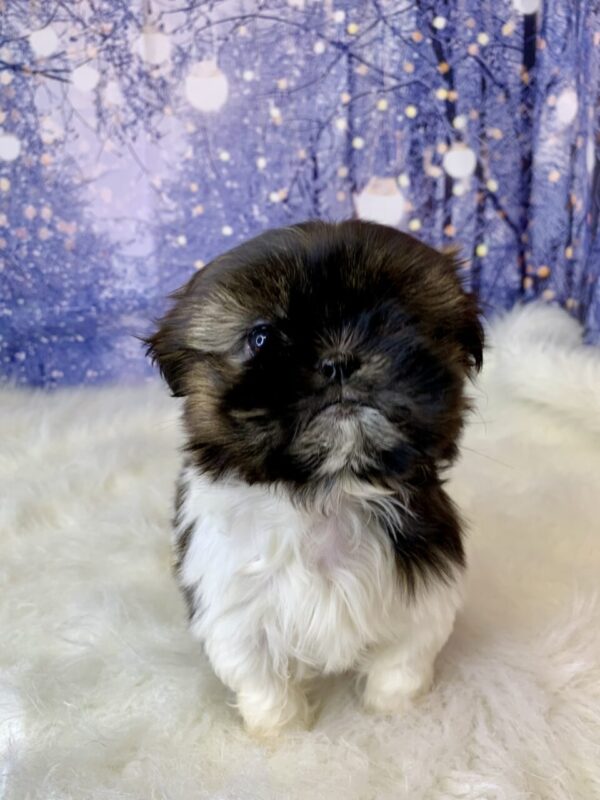 sugar1-600x800 Sugar (Female) Shih Tzu $1899.99 (Found Loving Home)