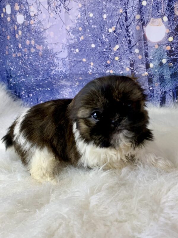 sugar2-600x800 Sugar (Female) Shih Tzu $1899.99 (Found Loving Home)