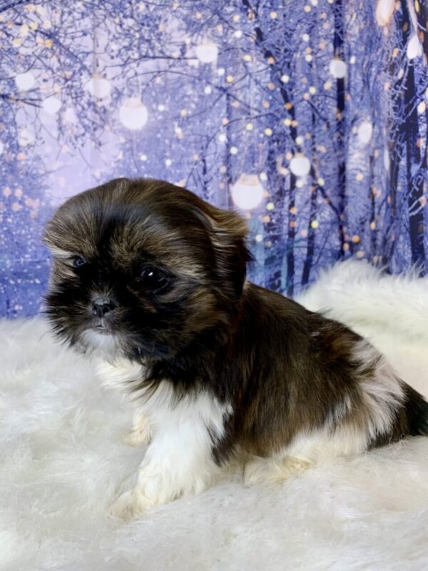 sugar3-600x800 Sugar (Female) Shih Tzu $1899.99 (Found Loving Home)