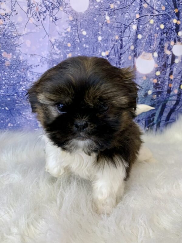 sugar4-600x800 Sugar (Female) Shih Tzu $1899.99 (Found Loving Home)