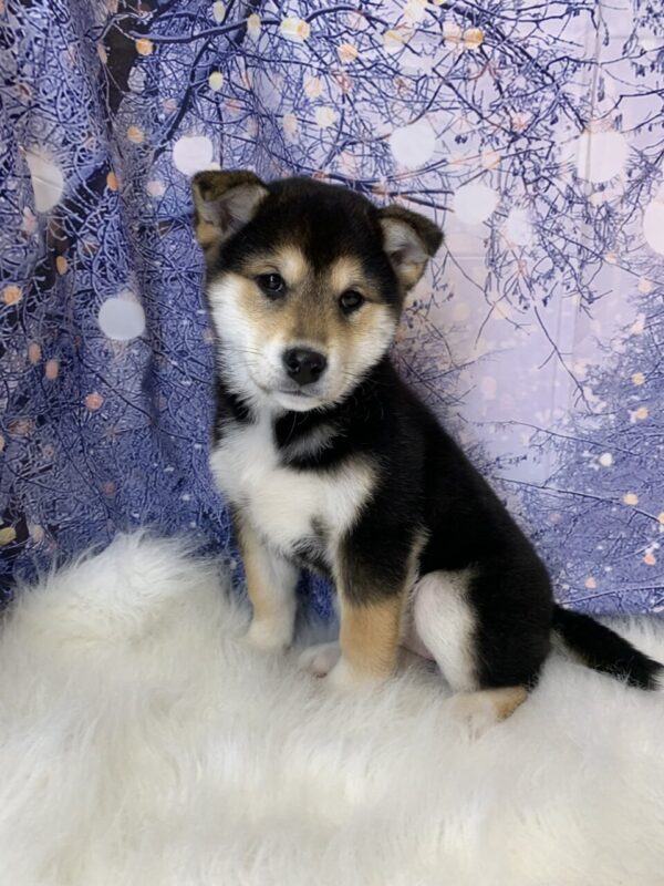 suzie-600x800 Suzie (Female) Shiba Inu $1499.99 (Found Loving Home)