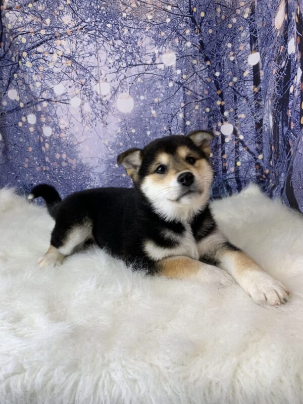 suzie3-600x800 Suzie (Female) Shiba Inu $1499.99 (Found Loving Home)