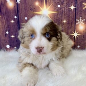 ace-300x300 Ace (Male) Australian Shepherd $1999.99 (Found Loving Home)