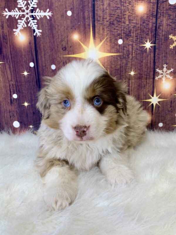 ace-600x800 Ace (Male) Australian Shepherd $1999.99 (Found Loving Home)