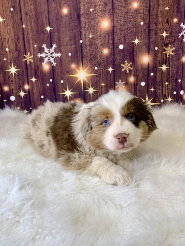 ace1-600x800 Ace (Male) Australian Shepherd $1999.99 (Found Loving Home)
