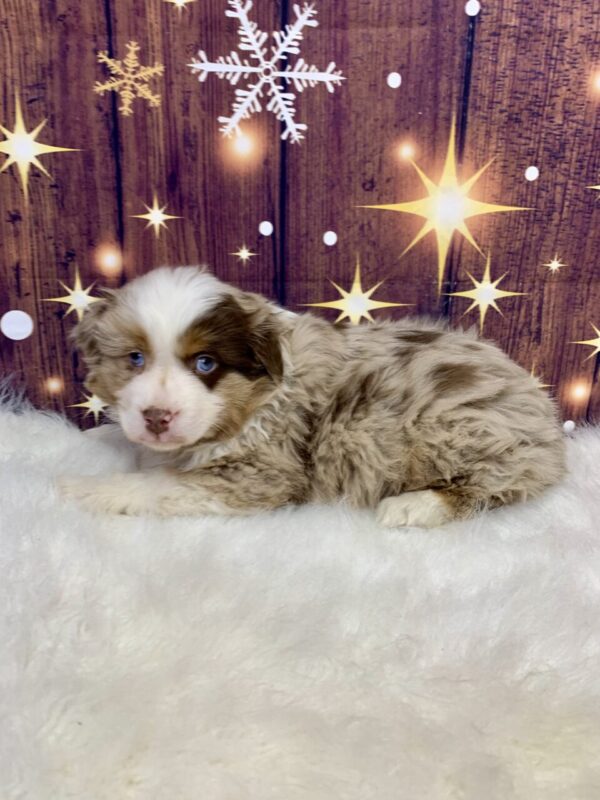 ace2-600x800 Ace (Male) Australian Shepherd $1999.99 (Found Loving Home)
