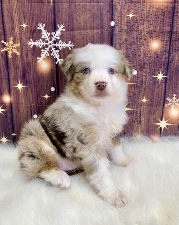 agnes-600x754 Agnes (Female) Australian Shepherd $1499.99 (Found Loving Home)