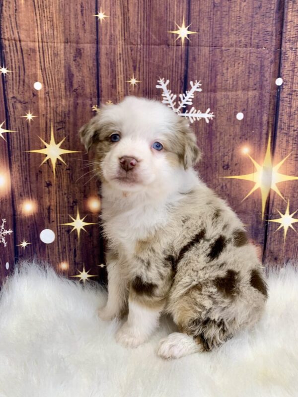 agnes1-600x800 Agnes (Female) Australian Shepherd $1499.99 (Found Loving Home)