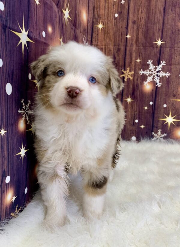 agnes2-600x824 Agnes (Female) Australian Shepherd $1499.99 (Found Loving Home)
