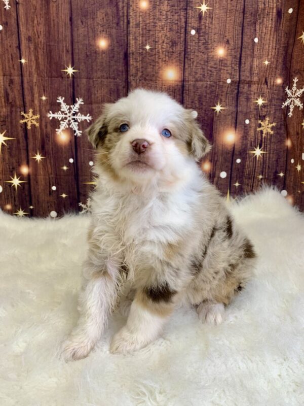 agnes4-600x800 Agnes (Female) Australian Shepherd $1499.99 (Found Loving Home)