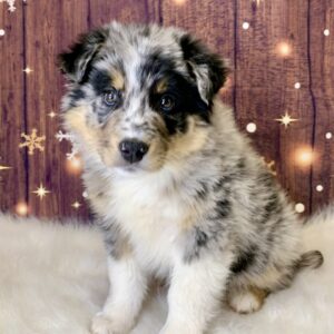 alfie-300x300 Alfie (Male) Australian Shepherd, Standard $1499.99 (Found Loving Home)