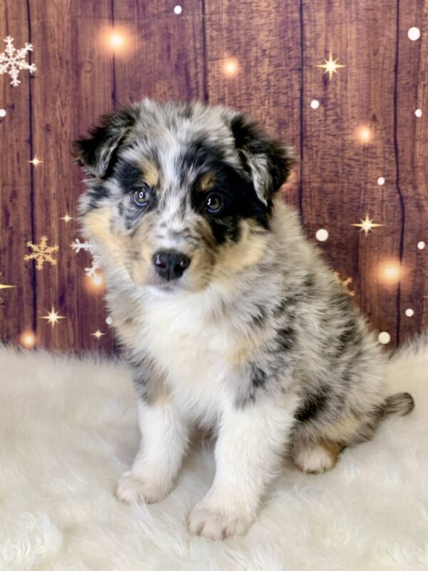 alfie-600x800 Alfie (Male) Australian Shepherd, Standard $1499.99 (Found Loving Home)